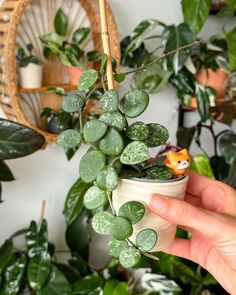 a hand is holding a small potted plant in front of a wall with plants