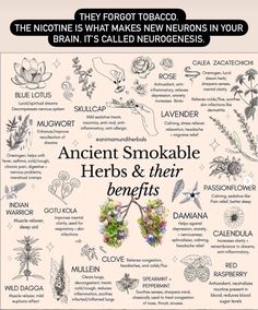 Herbs And Their Benefits, Dream Herbs, Medical Herbs, Magia Das Ervas, Herbal Healing