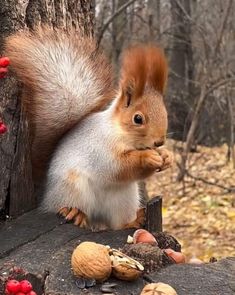 a squirrel is eating nuts from a tree