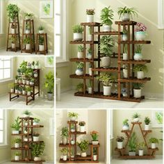 multiple pictures of various plants in pots and on wooden shelvings with windows behind them