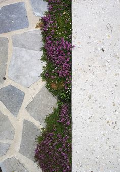 two stone walkways next to each other with purple flowers growing on them