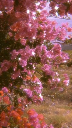 pink flowers are blooming on the tree in front of a house with a blue sky