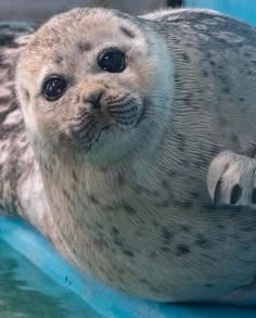 a baby seal is swimming in the water