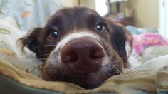 a close up of a dog's face with it's nose sticking out