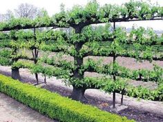 a row of trees with green leaves on them