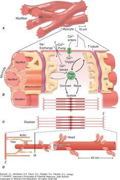 diagram of the structure of an animal's body and how it is made up