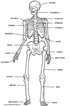 the human skeleton and its major bones, labeled in black and white with labels on each side