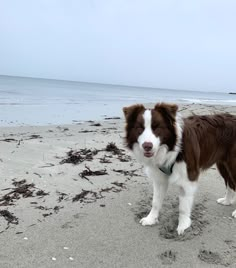 a brown and white dog standing on top of a sandy beach