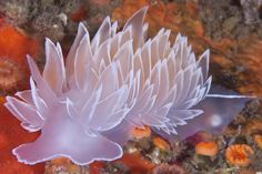 a white sea anemone sitting on top of a coral