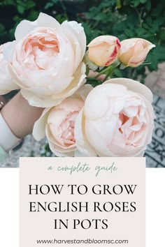 pink flowers with text overlay how to grow english roses in pots, the complete guide