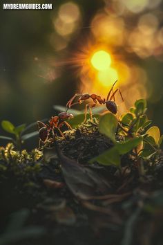 two ants are standing on the ground in front of some leaves and grass with the sun shining behind them