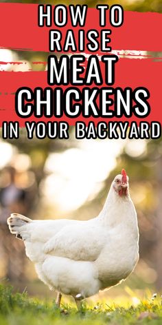 a white chicken standing in the grass with text overlay reading how to raise meat chickens in your backyard