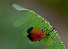 a red and black bug sitting on top of a green leaf