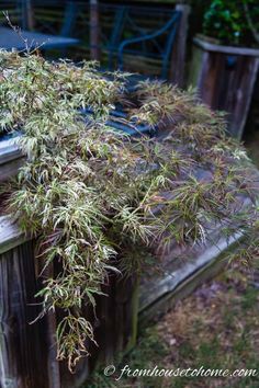 the plant is growing on the wooden fence