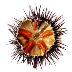 a sea urchin with red and yellow stripes on it's shell is shown