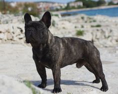 a small black dog standing on top of a sandy beach