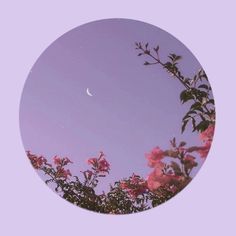 the moon is seen through some pink flowers