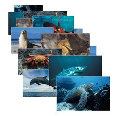 there are many pictures of sea animals in the ocean