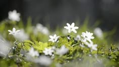 small white flowers are growing in the grass