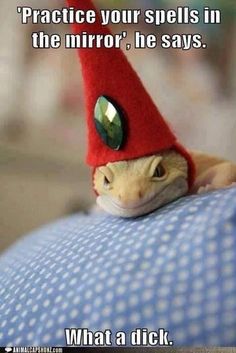 I bet it's Rincewind. Witchy Humor, Lizard Wizard, Leopard Geckos, Leopard Gecko, Funny Animal Memes, Witchy Stuff, Lizards, Gecko, Too Funny