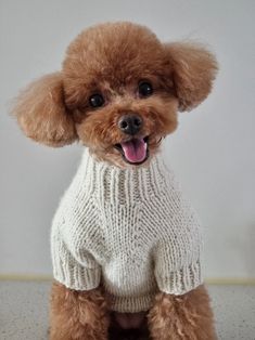 a brown poodle wearing a white sweater