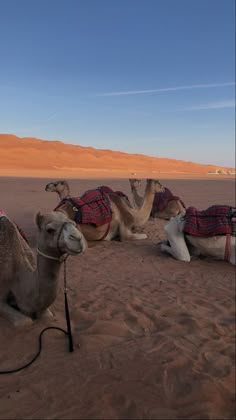 three camels are sitting in the desert