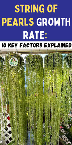 some plants that are hanging from the ceiling with text overlay saying, string of pearls growth rate 10 key factor's explain