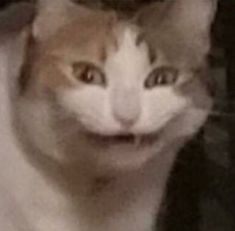 a blurry photo of a cat looking at the camera with its eyes wide open