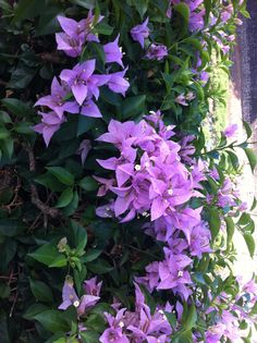 purple flowers growing on the side of a building