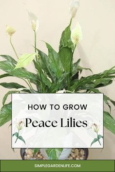 a potted plant with the words how to grow peace lilies