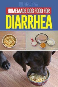 Itchy Dog, Dog Food Recipe, Dog Food Treats, Healthy Dog Food, Basic Dog Training, Doggie Treats