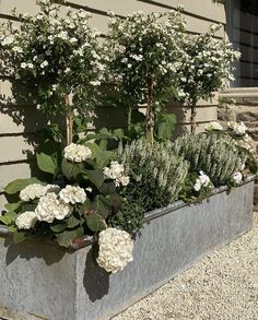 some white flowers and green plants in a planter on the side of a building