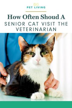 a person petting a cat with the title how often should a senior cat visit the veterinaian?