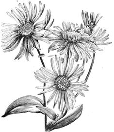 black and white drawing of three flowers