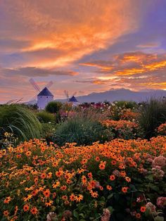 the sun is setting over some flowers and windmills