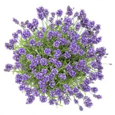 a bunch of lavender flowers on a white background with clippings to the side