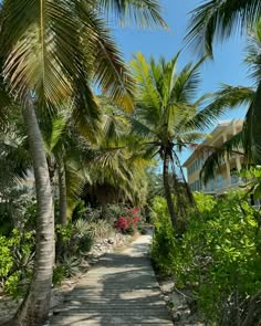 a walkway between two palm trees leading to a beach side house in the distance, surrounded by tropical vegetation