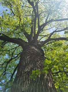 the top of a large tree with green leaves on it's branches and sky in the background