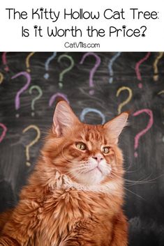 an orange cat sitting in front of a blackboard with question marks on it and the caption, the kitty hollow cat tree is it worth the price?