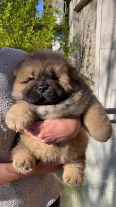 a person holding a small brown dog in their arms and it's face is half closed