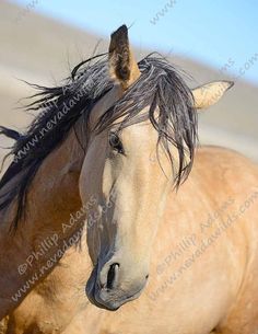 a white horse with black mane standing in the sand