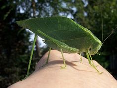 a close up of a person's hand with a grasshopper on it