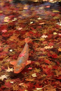 a fish that is floating in some water with leaves on the ground next to it