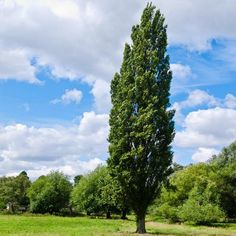 a large tree stands in the middle of a grassy field with trees and blue sky