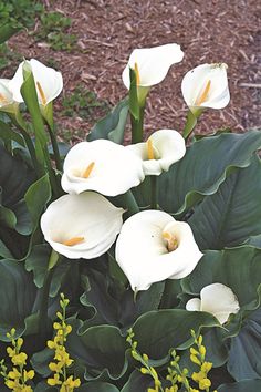 some white flowers and green leaves on the ground in front of plants with yellow stamens