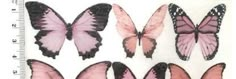 several pink and black butterflies are shown on a white background with a ruler in the foreground