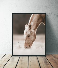 a framed photograph of a brown horse on a wooden floor next to a white wall