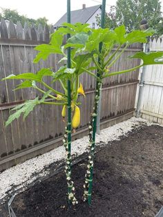 there is a banana tree in the garden