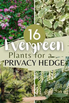 Best Evergreen Plants For A Privacy Hedge Fast Growing Privacy Shrubs, Privacy Shrubs, Fast Growing Shrubs