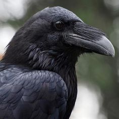 a large black bird standing on top of a tree